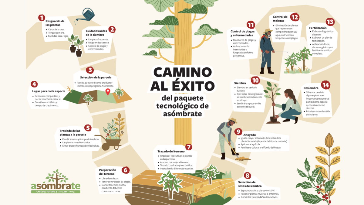 ENTREGA DE PLANTAS - CAFE - CENTROAMERICA (4)