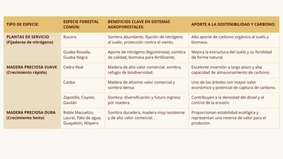 ENTREGA DE PLANTAS - CAFE - CENTROAMERICA (5)